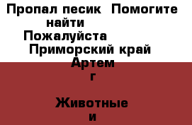 Пропал песик!!Помогите найти!!!!!!!!!!!!Пожалуйста!!!!!!!!! - Приморский край, Артем г. Животные и растения » Собаки   